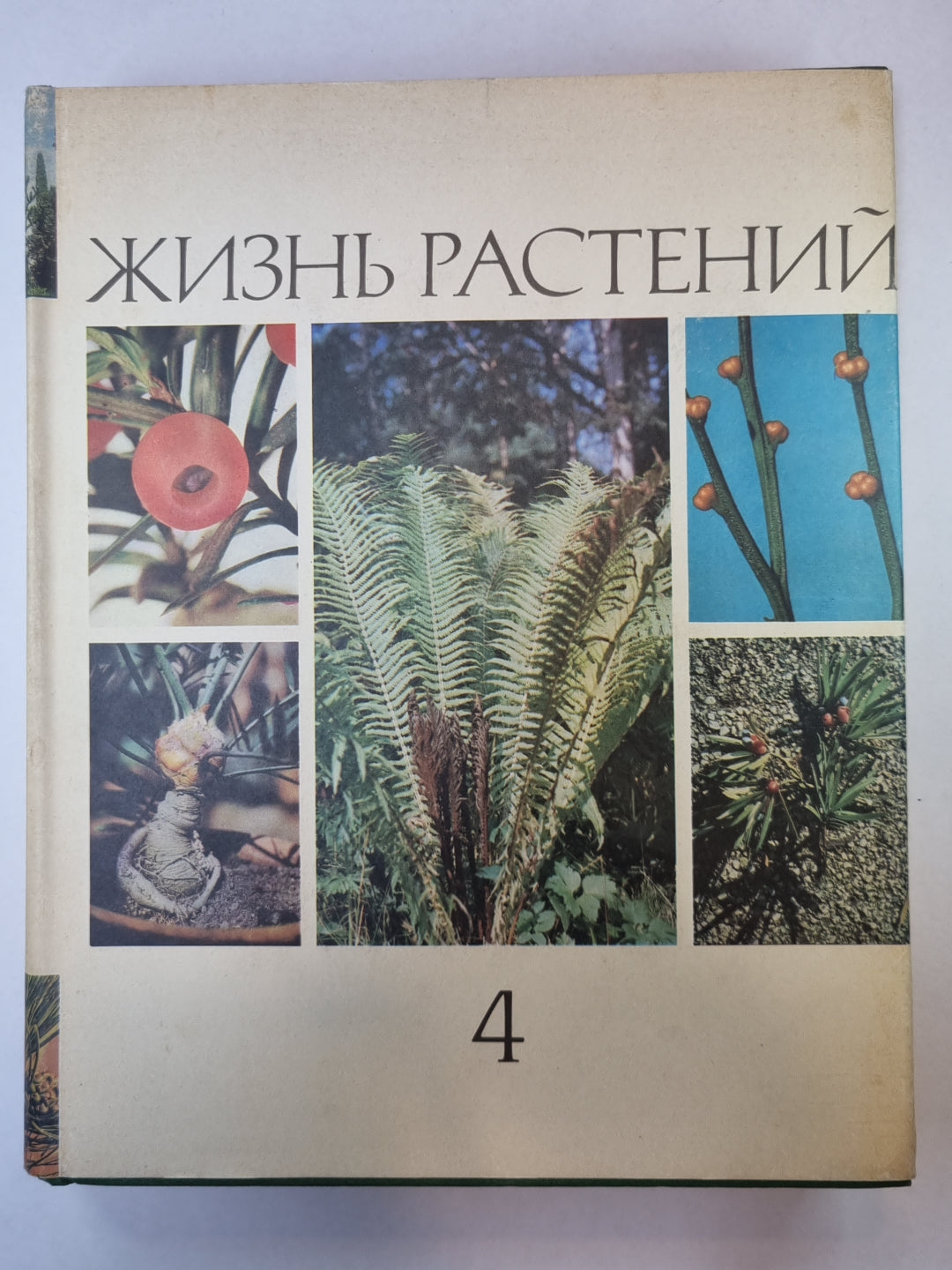 Жизнь растений в шести томах. Том 4. Мхи. Плавуны. Хвощи. Папоротники. Голосеменные растения