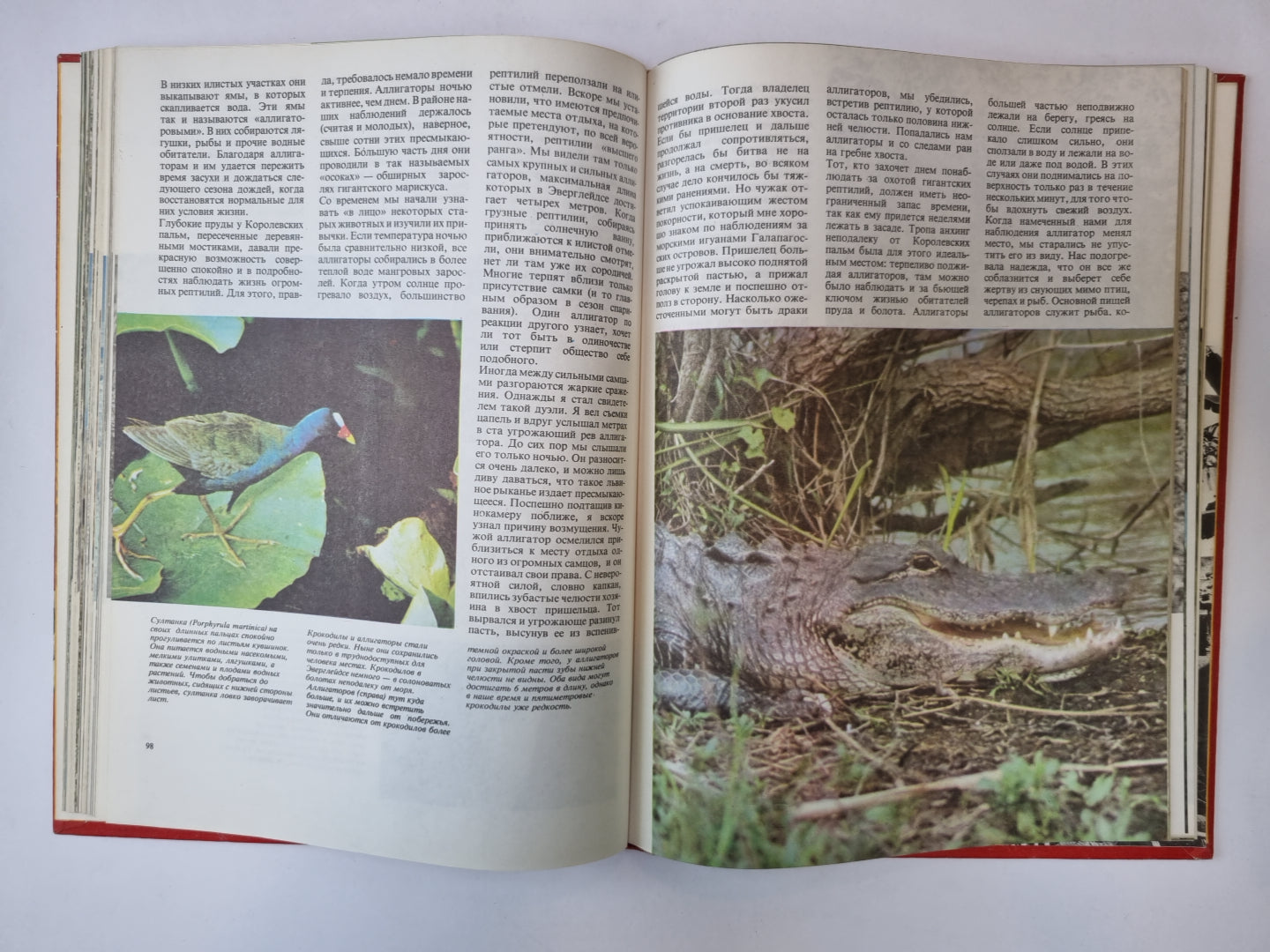 Приключения в мире животных