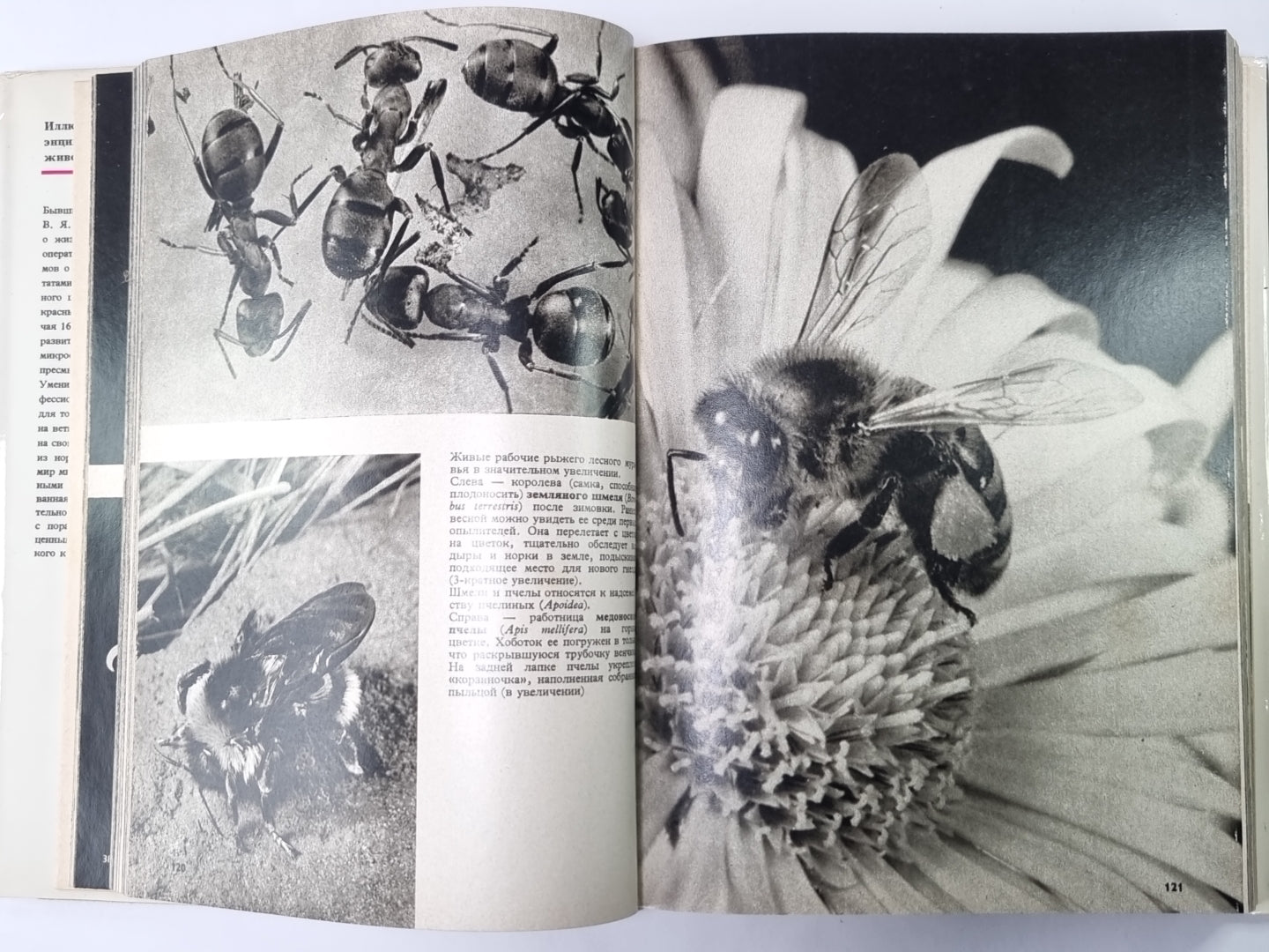 Иллюстрированная энциклопедия животных