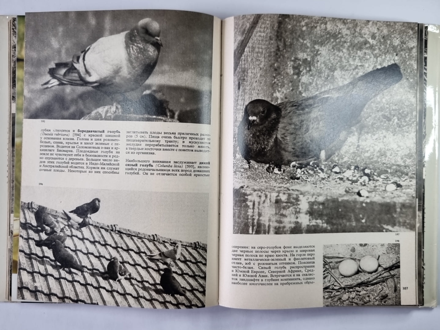 Иллюстрированная энциклопедия птиц