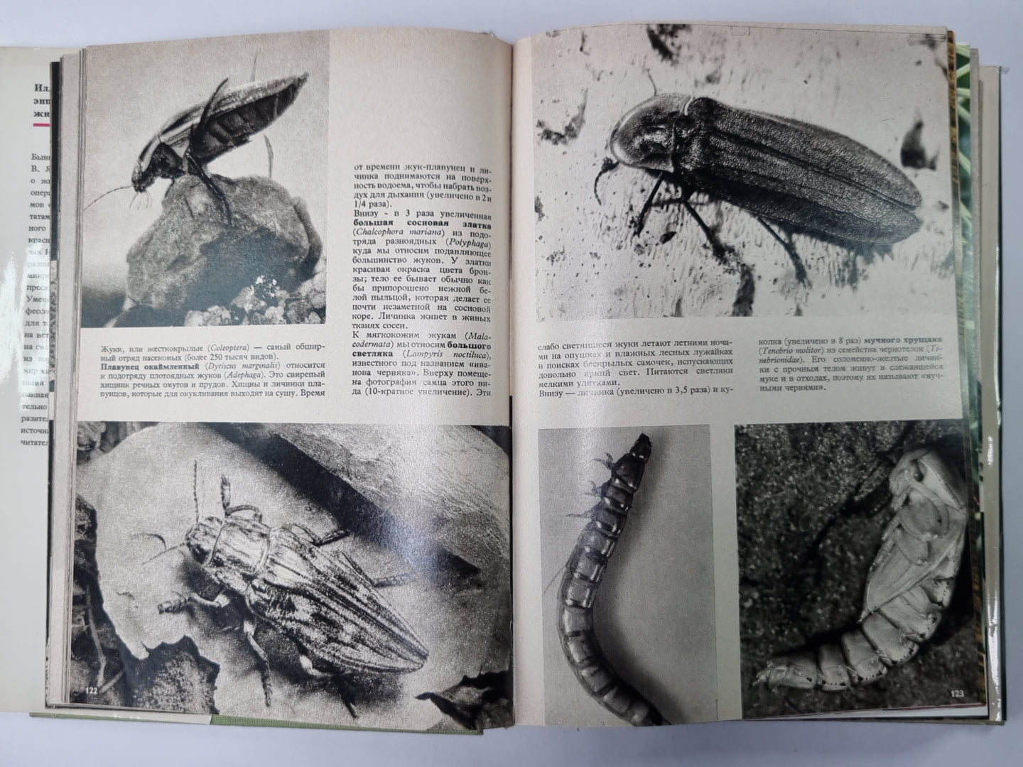 Иллюстрированная энциклопедия животных