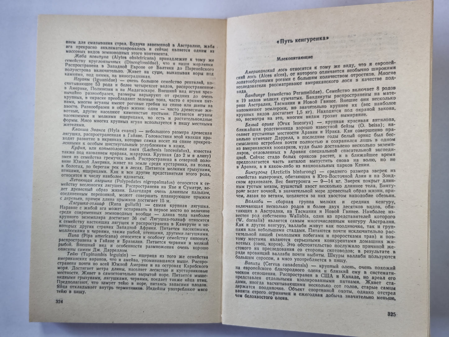 Три билета до Эдвенчер. Путь кенгуренка