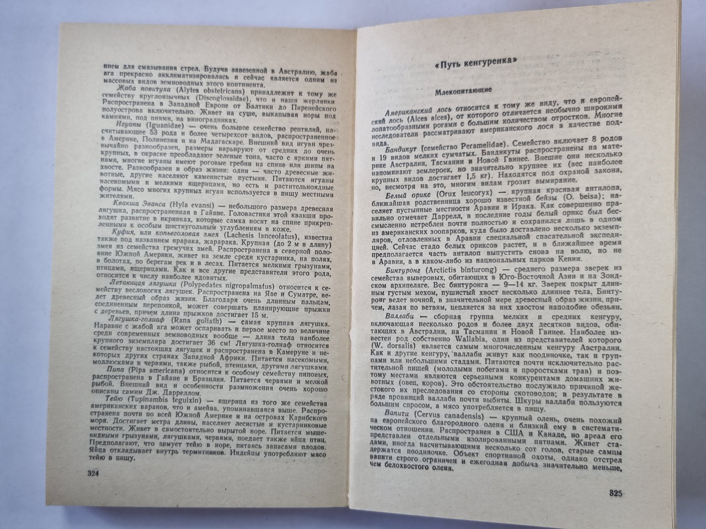Три билета до Эдвенчер. Путь кенгуренка