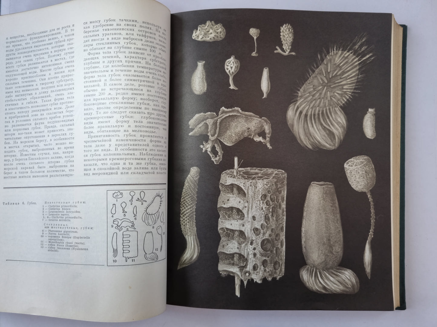 Жизнь животных в шести томах.Том 1. Беспозвоночные