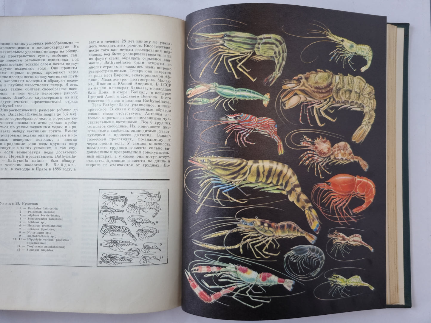 Жизнь животных в шести томах.Том 2. Беспозвоночные