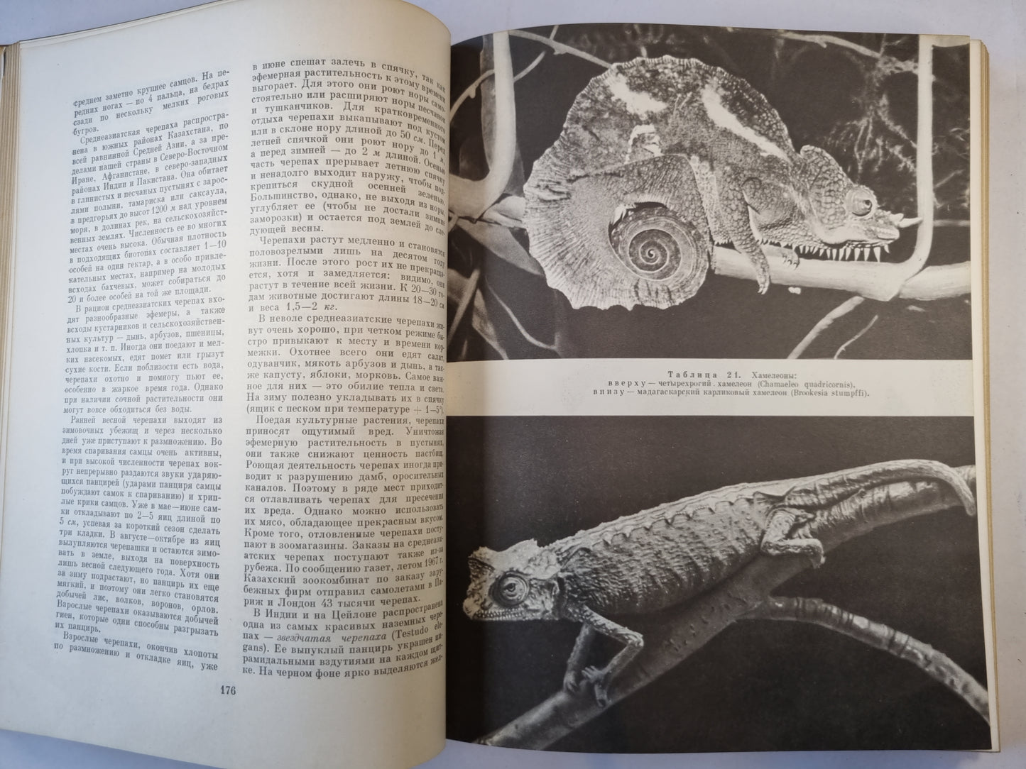 Жизнь животных в шести томах. Том4. Часть 2. Земноводные, пресмыкающиеся
