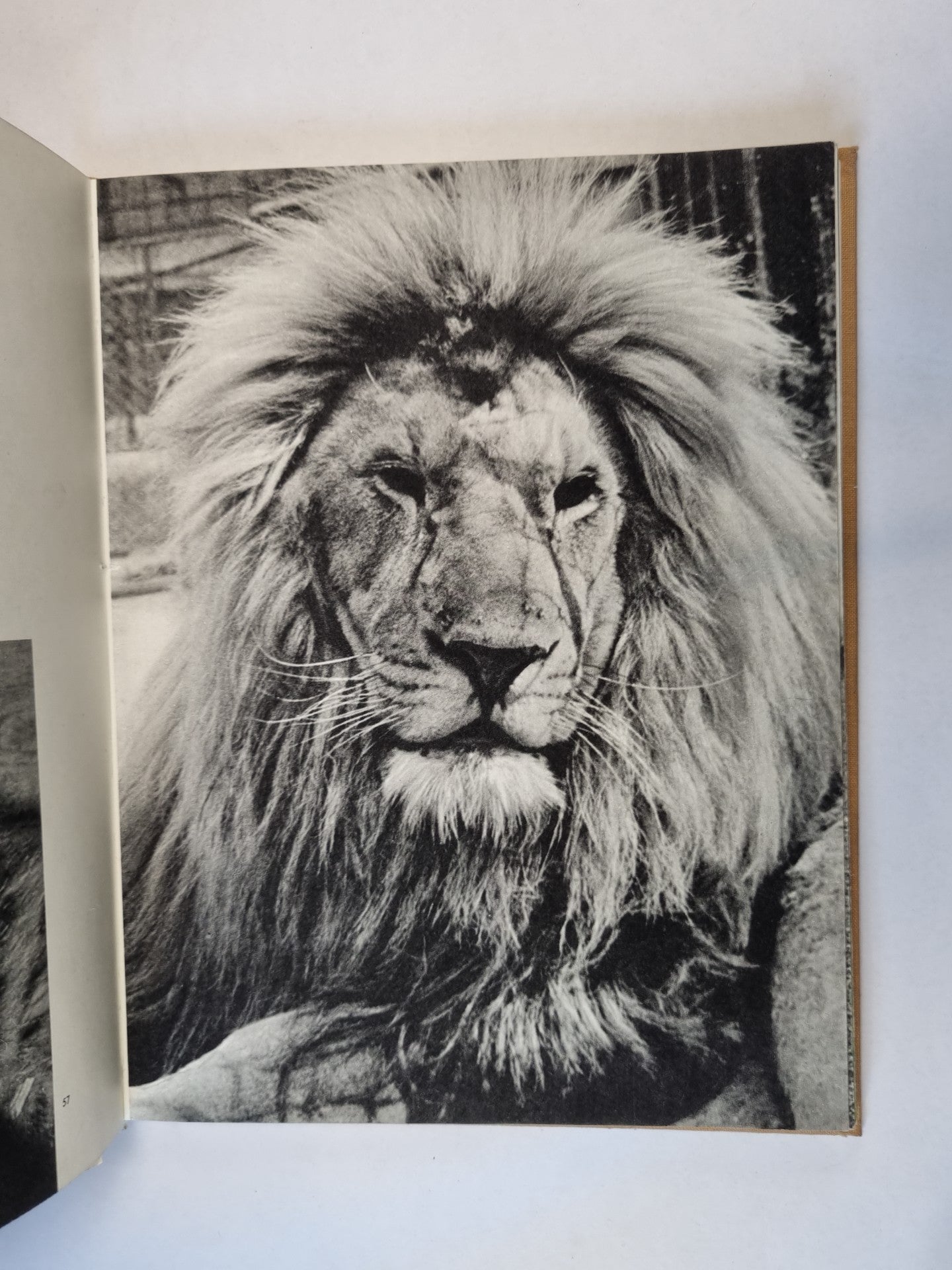 В мире животных