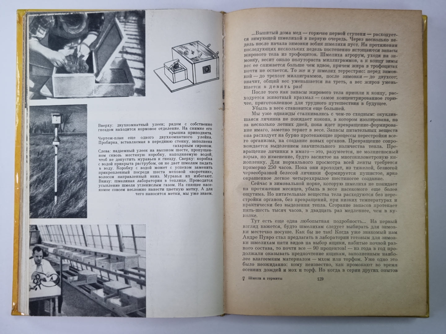 Шмели и термиты